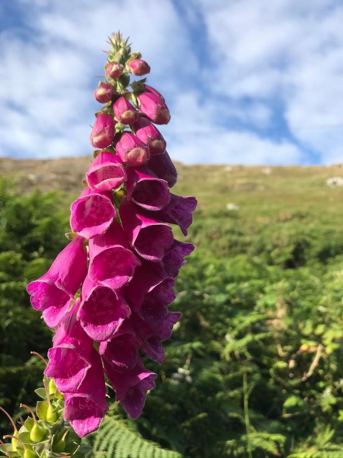 Seafield House B&B Clifden Exteriör bild