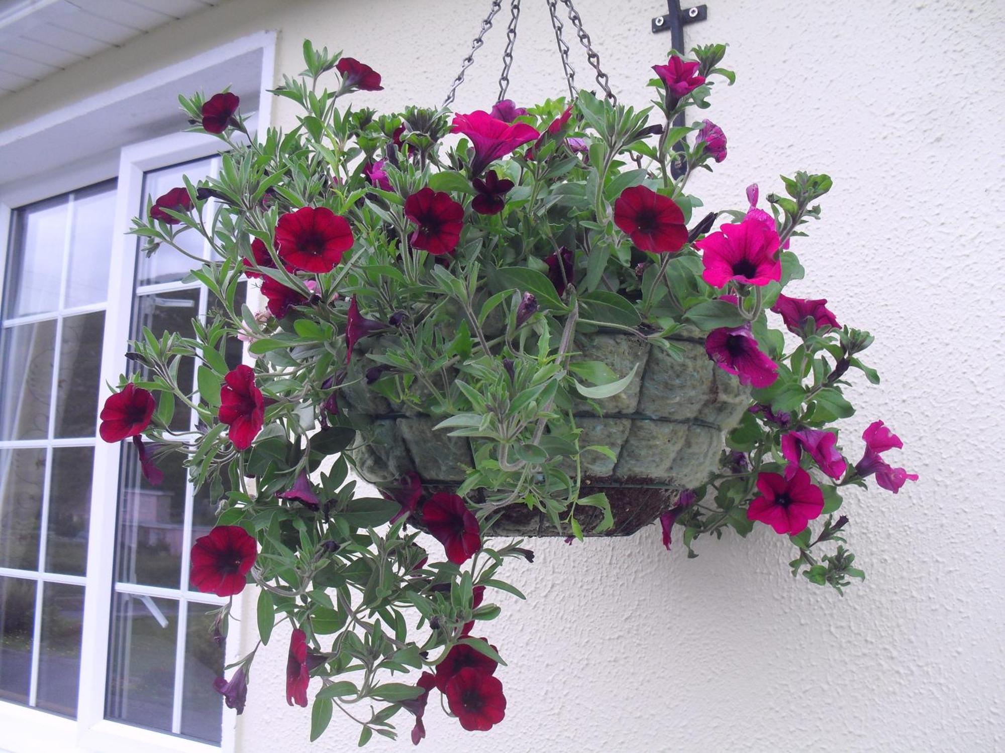 Seafield House B&B Clifden Exteriör bild